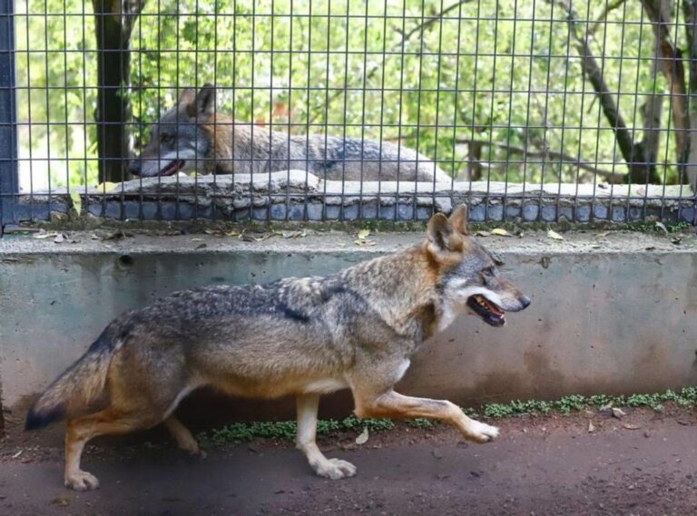 Es posible tener un lobo como mascota en casa Qué considerar