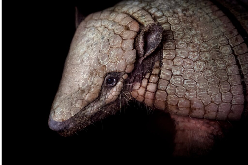 es riesgoso consumir carne de armadillo por la lepra