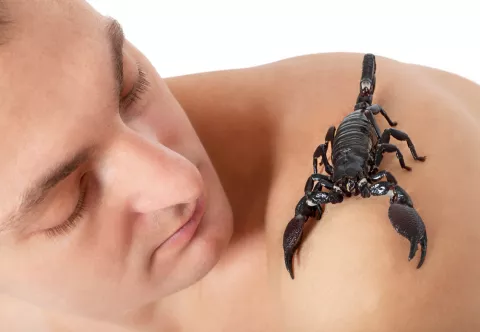 Escorpión Emperador: el escorpión más grande del mundo