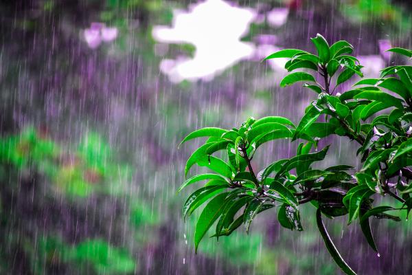Escorrentía: Definición y Ciclo del Agua