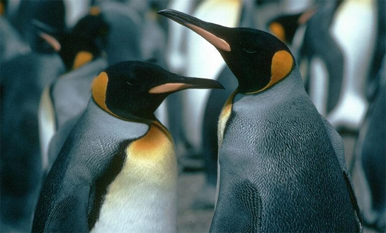 Está en peligro de extinción el emperador pingüino en la Antártida