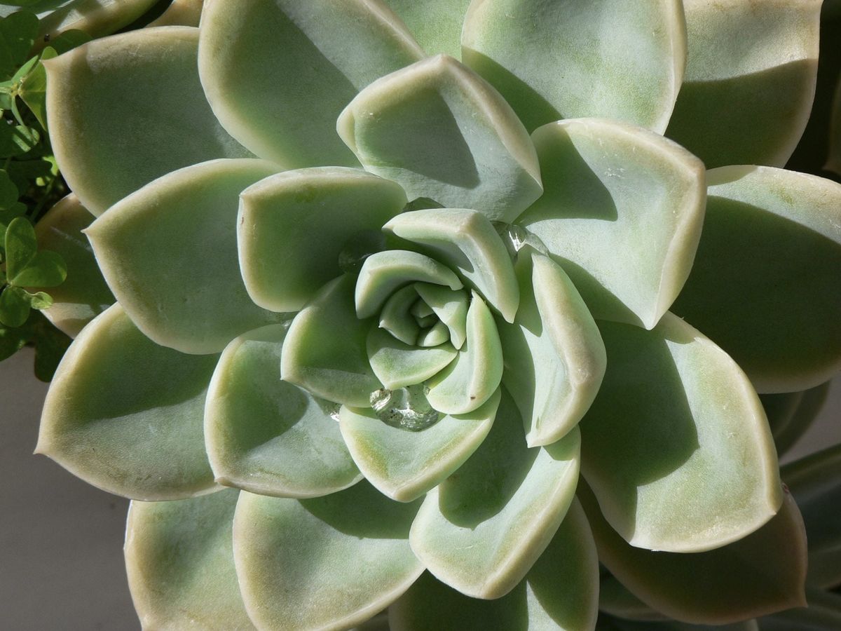 esta suculenta