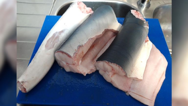 Estás consumiendo carne de tiburón sin saberlo y cómo evitarlo
