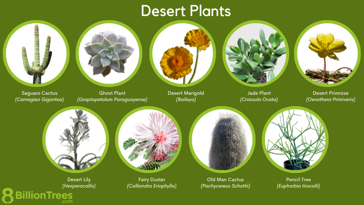estas plantas