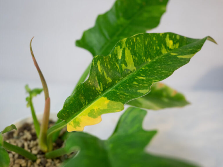 Ficus elastica: Cuidados esenciales para tu planta robusta