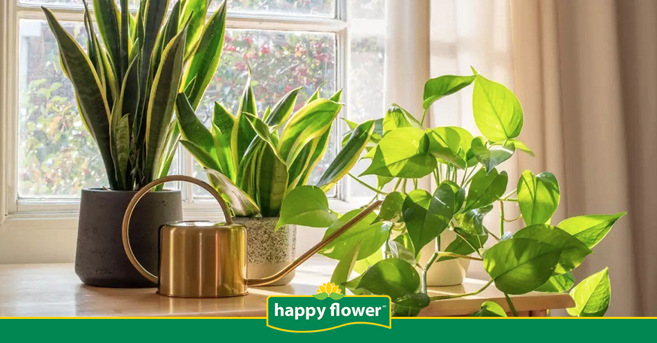 flor de loto guia completa para cultivarla en tu hogar