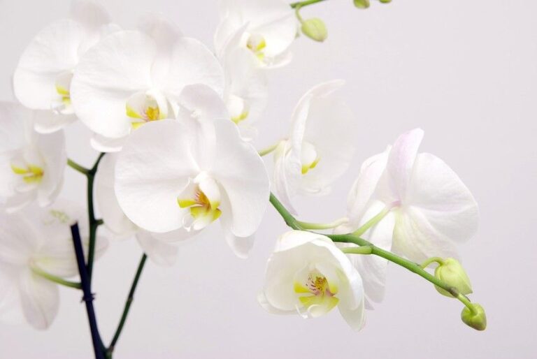 Flor orquídea: Guía completa sobre la floración de orquídeas