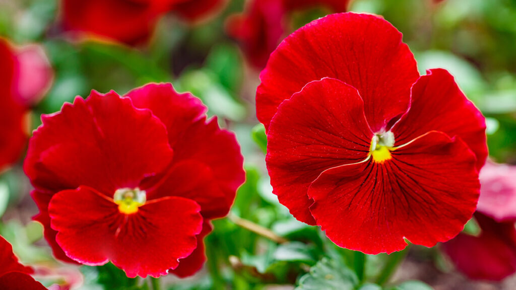 Cuáles son las 14 mejores suculentas con flores para decorar 2 flores rojas