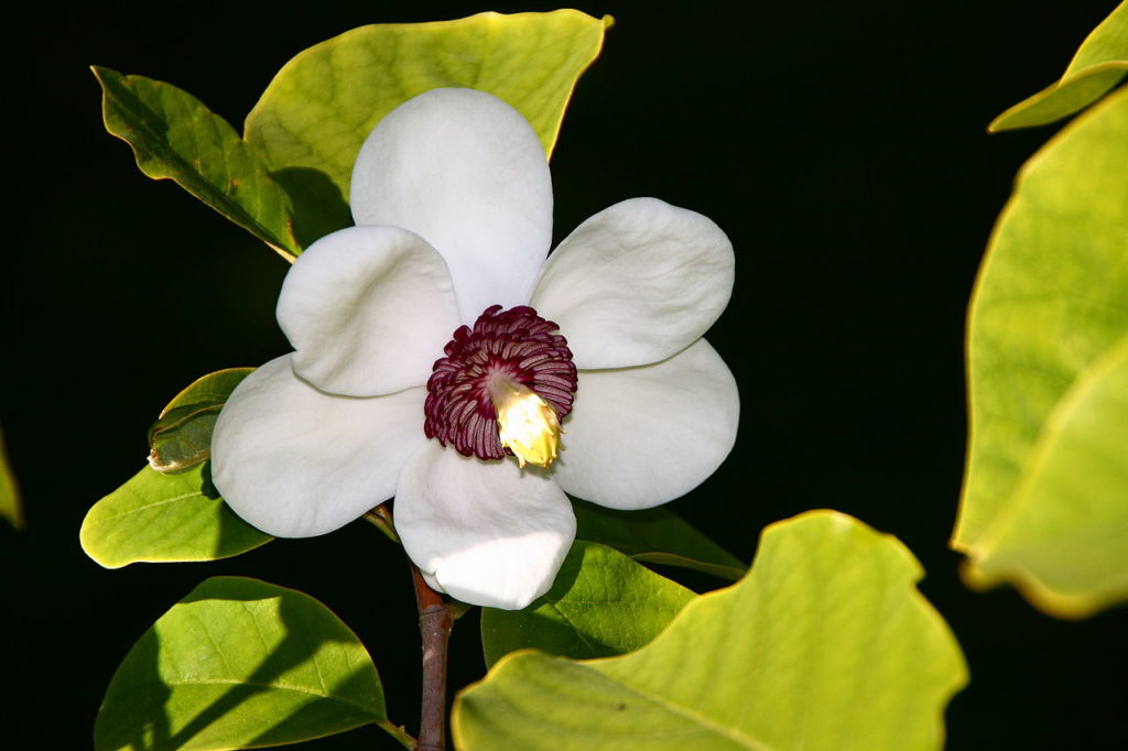 flores verdes conoce los arboles y sus bellas flores