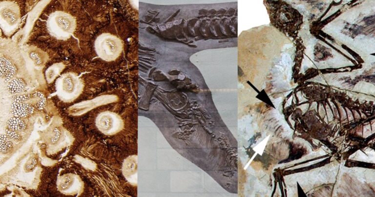 Fósiles: Revelando los secretos de la historia de la Tierra
