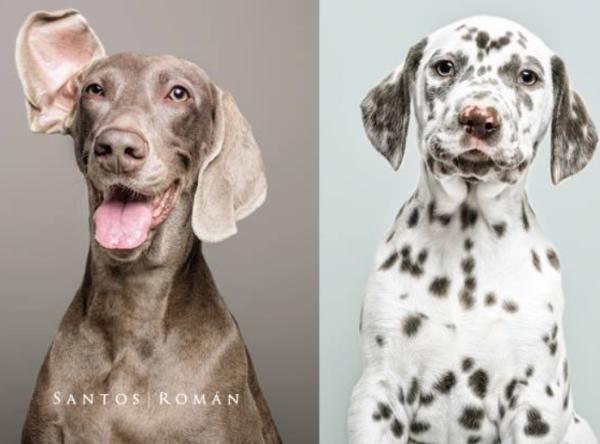 Fotógrafo de mascotas profesional: 5 mejores en España