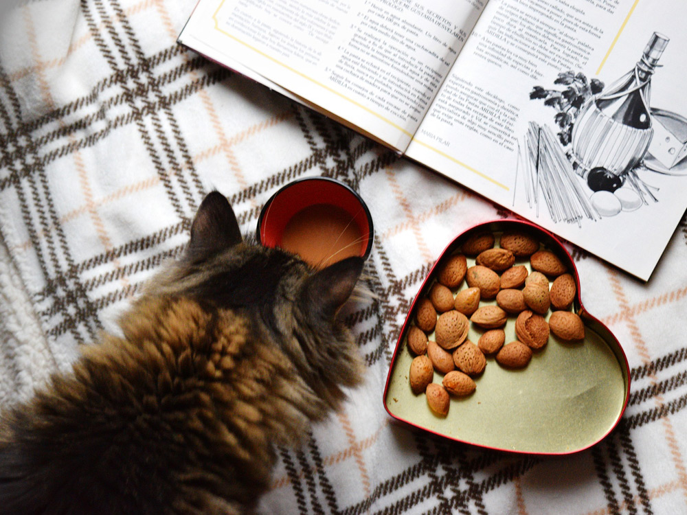 frutas y verduras recomendadas para la dieta de los gatos