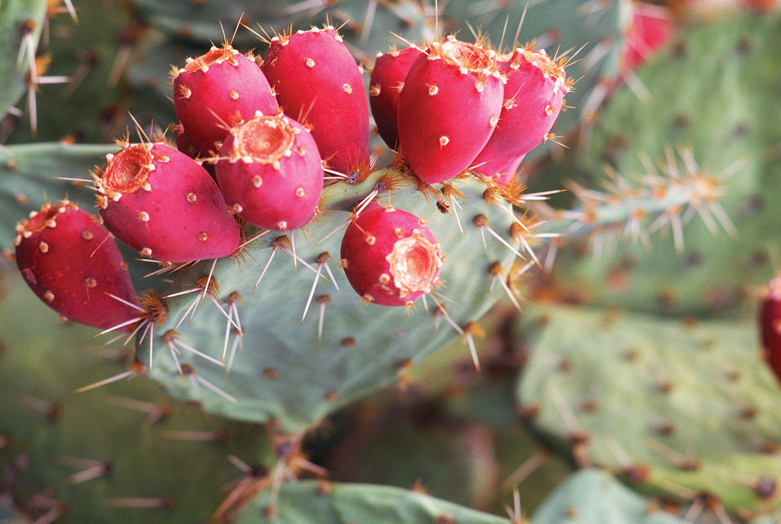 frutos cactus
