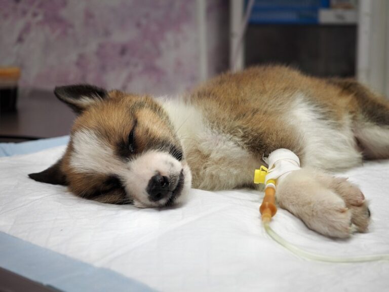 Gabapentin para perros: cuál es la dosis, usos y contraindicaciones
