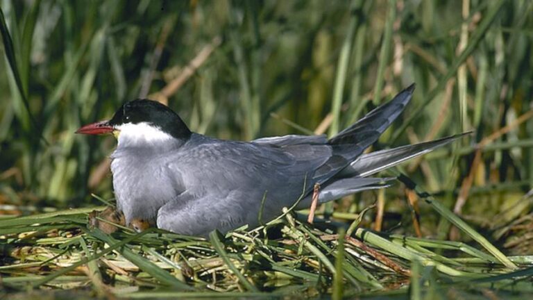 Garza blanca: Descubre qué comen las garzas y su hábitat