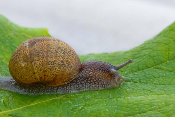Gastropoda: Descubre qué son los gasterópodos y sus tipos