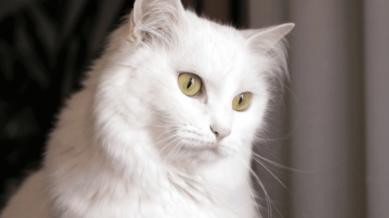 Gato Angora Turco: Todo sobre la raza de gatos angoras