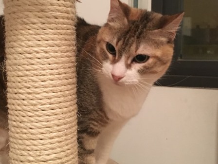Gato panza arriba: Qué significa este curioso comportamiento