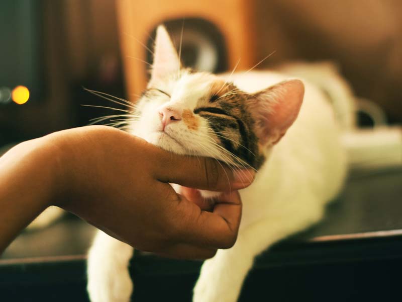 gatos que no sueltan pelo 8 razas perfectas para ti