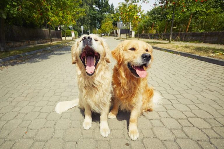 Golden retriever: Ventajas de tener un perro golden en casa