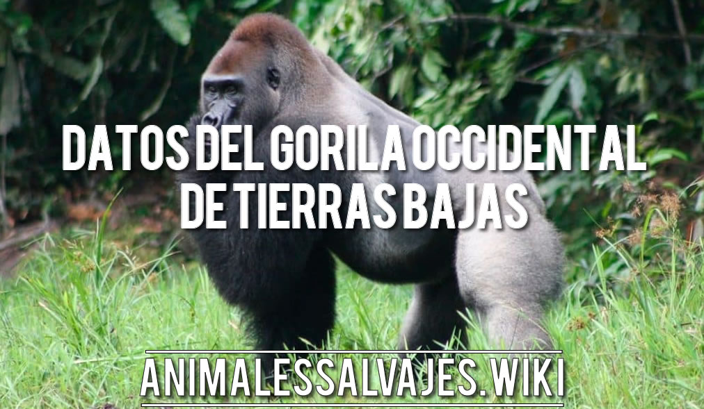 gorila occidental de tierras bajas conservacion y amenazas