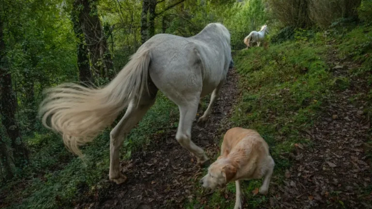 Granja de animales cerca de mí: Santuarios que salvan vidas