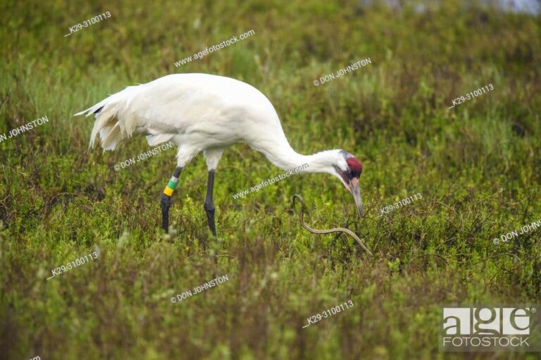 Grus americana: Conoce a la interesante grulla trompetera