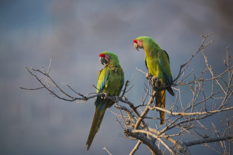 Guacamayo verde, azul y rojo: qué comen y su alimentación