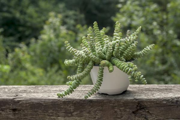 Guía para cuidar Crassula Perforata y Collar de Jade