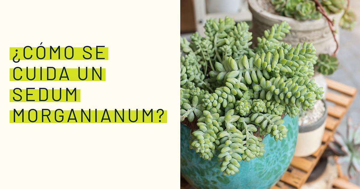 Has oído hablar de Crassula Multicava