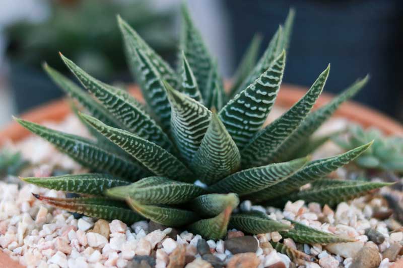 Cómo se cuida correctamente la Haworthia Limifolia 2 haworthia limifolia