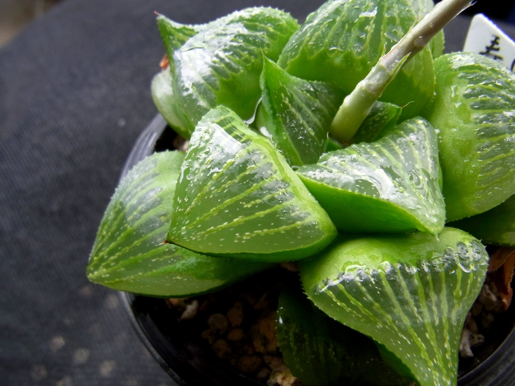 haworthia retusa
