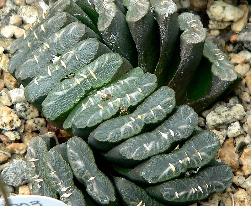 Descubre la belleza de Haworthia Truncata en nuestra web 2 haworthia truncata
