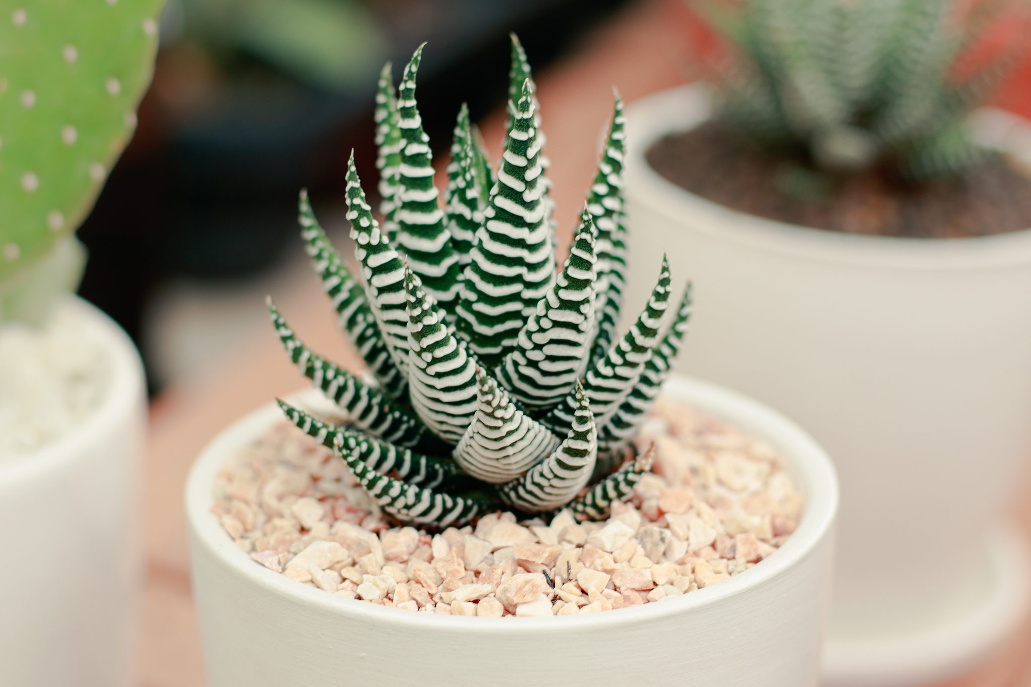 haworthias plantas