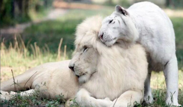 Híbridos animales: Ejemplos, características, fotos y vídeos
