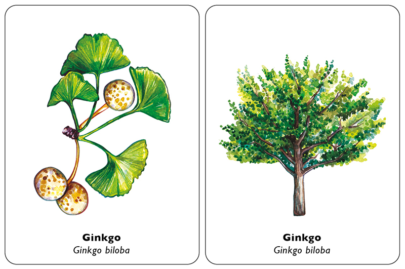 hoja de arbol guia para identificar arboles por sus hojas