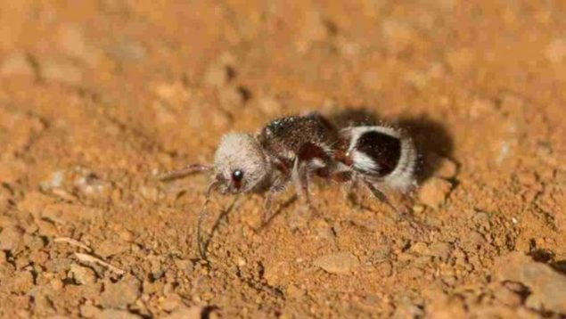hormigas de cerca caracteristicas habitats y curiosidades