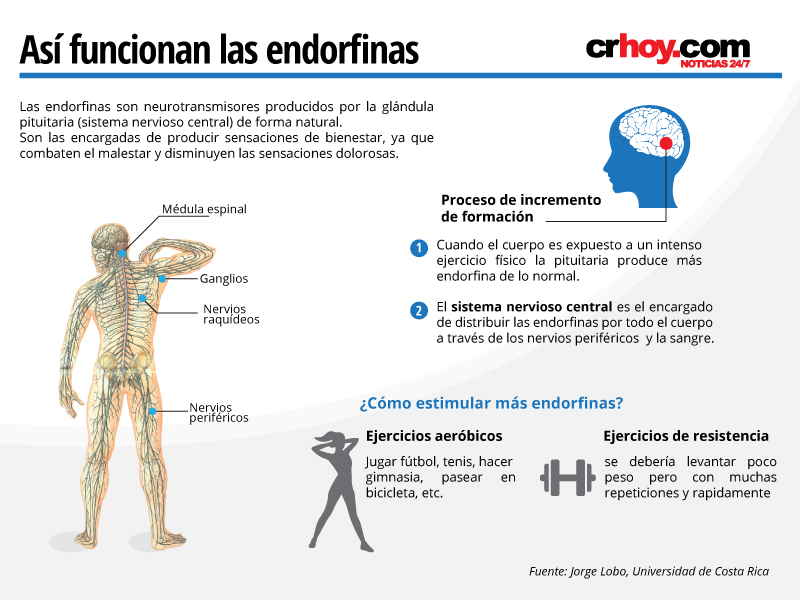 hormonas de la felicidad cual es la hormona de la alegria