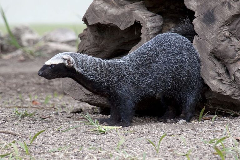 Hurón animal: Descubre todo sobre el hurón de pies negros