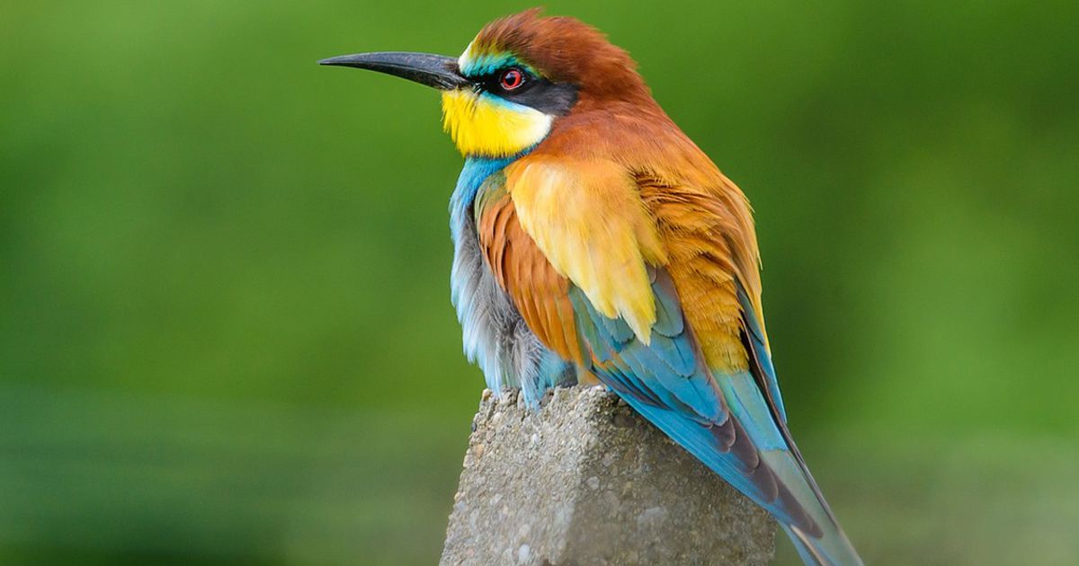 imagenes de colibries 10 tipos fascinantes y coloridos
