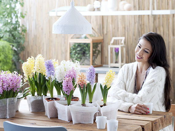 Jacintos: Cuidados esenciales para tus flores en casa