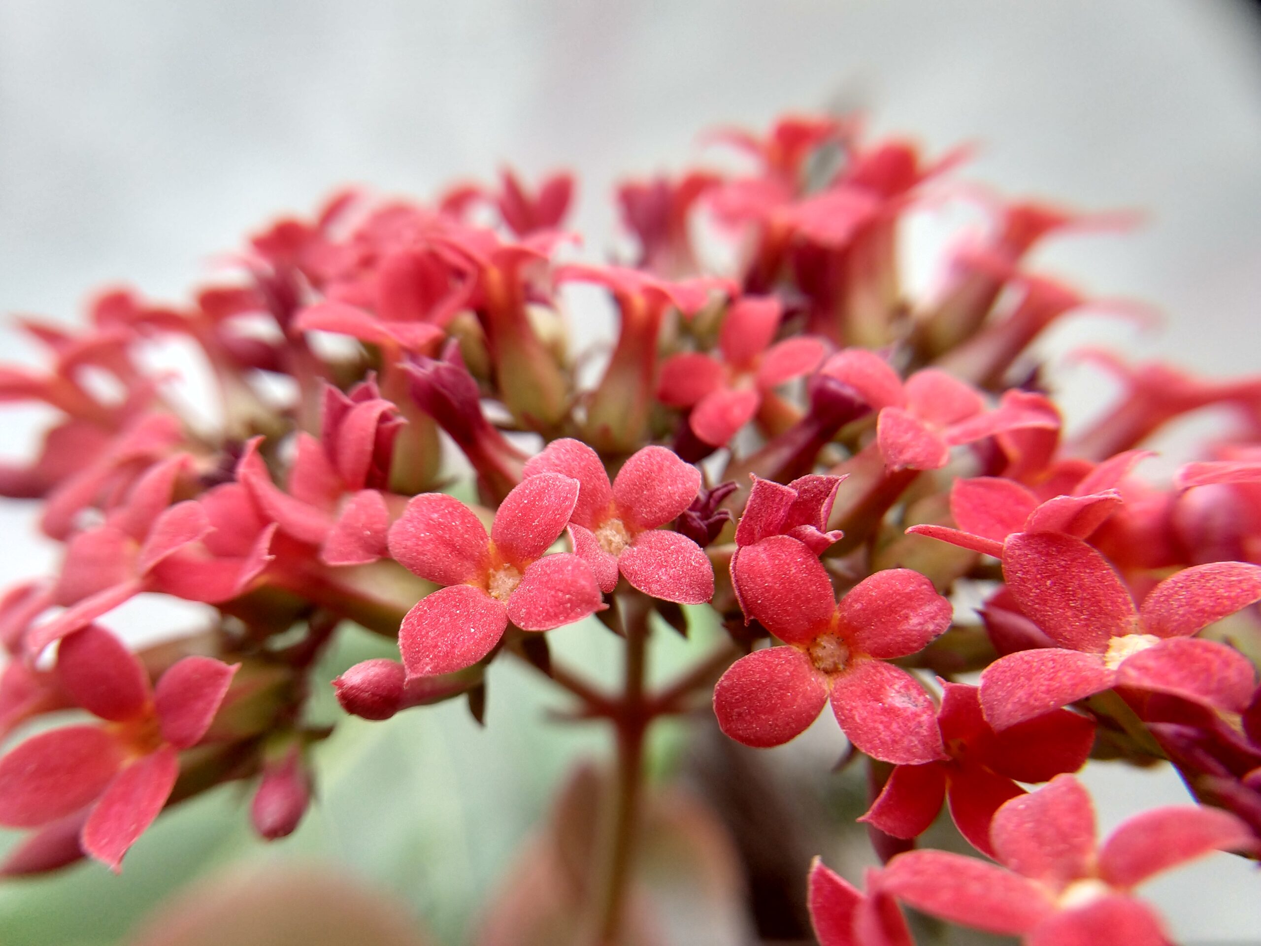 kalanchoe blossfeldiana scaled