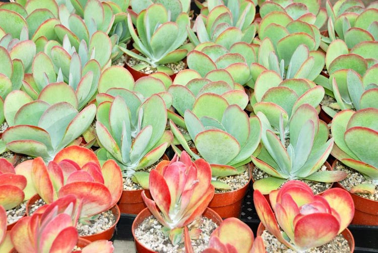 Cómo cuidar una planta de Kalanchoe luciae en 2025 2 kalanchoe luciae