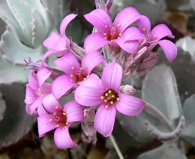 kalanchoe pumila
