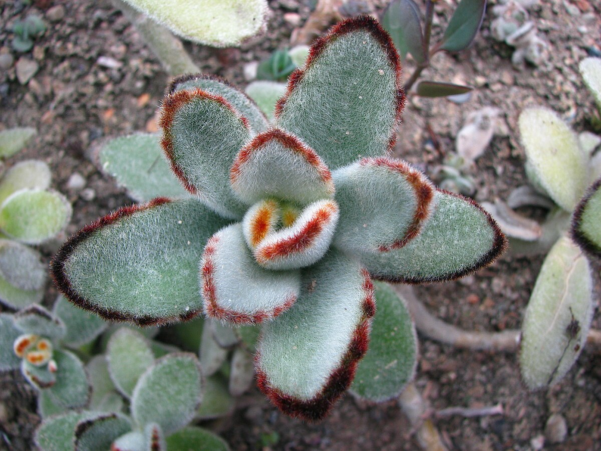Tipos de Kalanchoe y sus propiedades medicinales en 2025 2 kalanchoe tomentosa