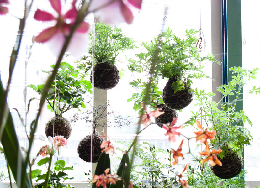 kokedamas como hacer un kokedama paso a paso facilmente