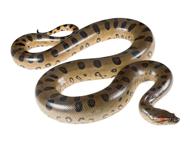la anaconda es realmente la serpiente mas pesada del mundo
