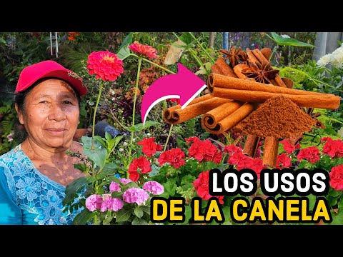 La canela es beneficiosa para las plantas y cómo usarla
