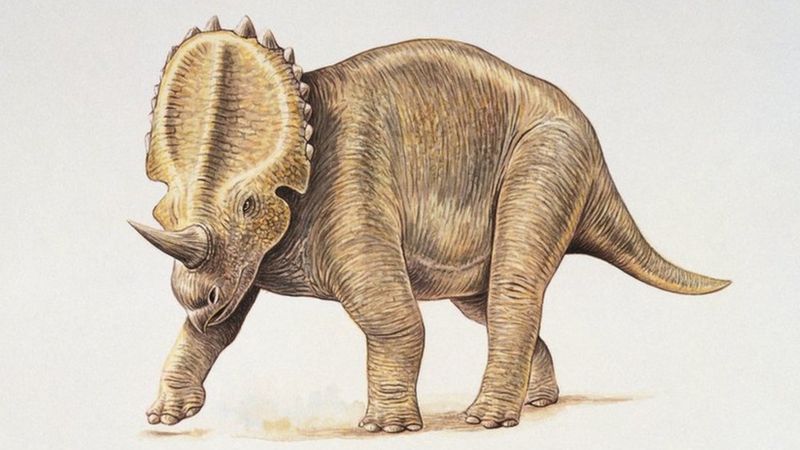 la diversificacion de la vida terrestre un viaje fascinante