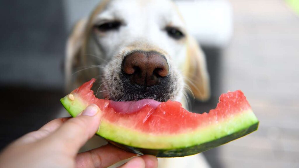 la pera es buena para los perros beneficios y precauciones